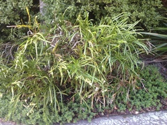 Carmichaelia williamsii