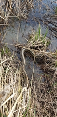 Thamnophis sirtalis