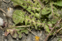 Crepis sancta nemausensis