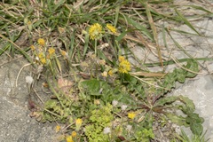 Crepis sancta nemausensis