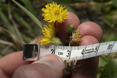 Crepis sancta nemausensis
