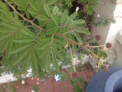 Zapoteca portoricensis