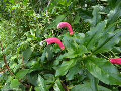 Centropogon cornutus