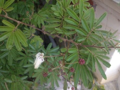 Zapoteca portoricensis