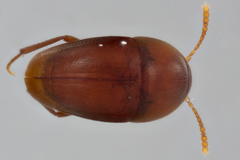 Ptomaphagus