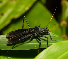 Zelurus