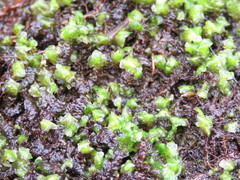 Scapania undulata