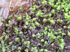 Scapania undulata