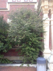 Zapoteca portoricensis