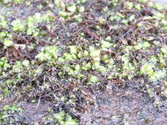 Scapania undulata