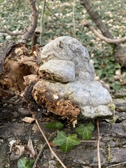 Fomes fomentarius