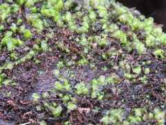 Scapania undulata