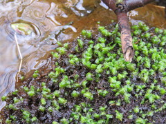 Scapania undulata