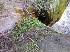 Scapania undulata
