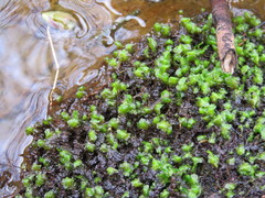 Scapania undulata