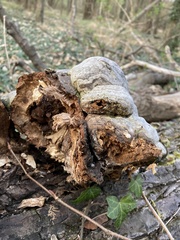 Fomes fomentarius