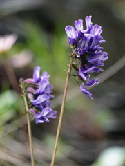 Astragalus norvegicus