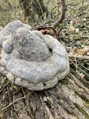 Fomes fomentarius