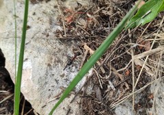 Camponotus sylvaticus