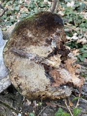 Fomes fomentarius