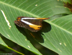 Adelpha cocala