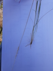 Trisetopsis imberbis