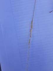 Trisetopsis imberbis