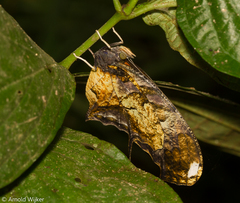 Consul fabius drurii