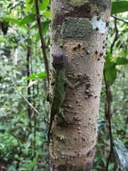 Enyalius boulengeri