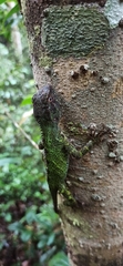 Enyalius boulengeri