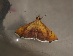 Hyalobathra micralis