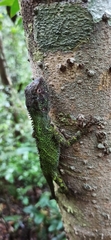 Enyalius boulengeri