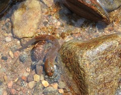 Desmognathus amphileucus