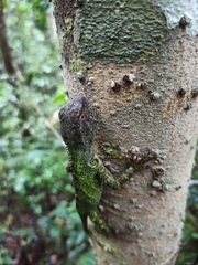 Enyalius boulengeri