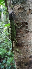 Enyalius boulengeri