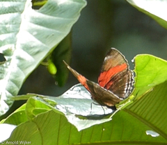 Adelpha lycorias