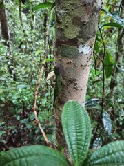 Enyalius boulengeri