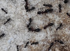 Camponotus sylvaticus