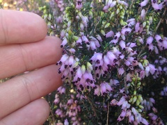 Erica erigena