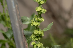 Rumex pulcher