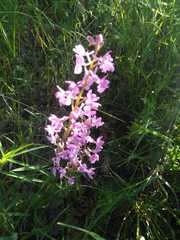 Orchis mascula laxifloriformis
