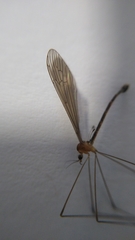 Tipuloidea