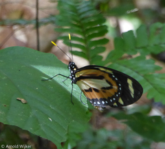 Lycorea halia discreta