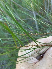 Acacia viscidula