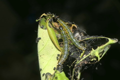 Hyalobathra micralis