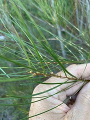 Acacia viscidula