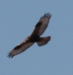 Buteo lagopus