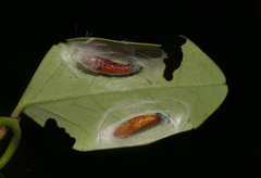 Hyalobathra micralis