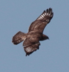 Buteo lagopus