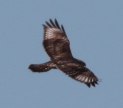 Buteo lagopus